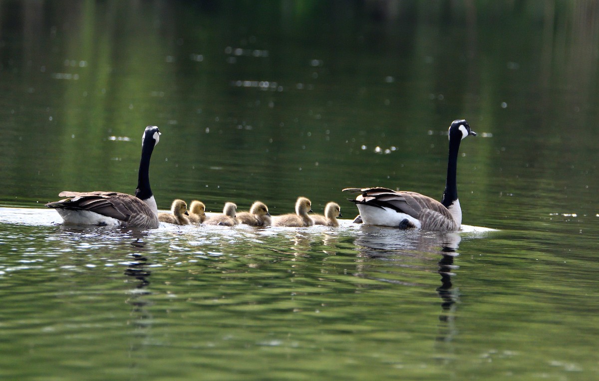 Canada Goose - ML618563412