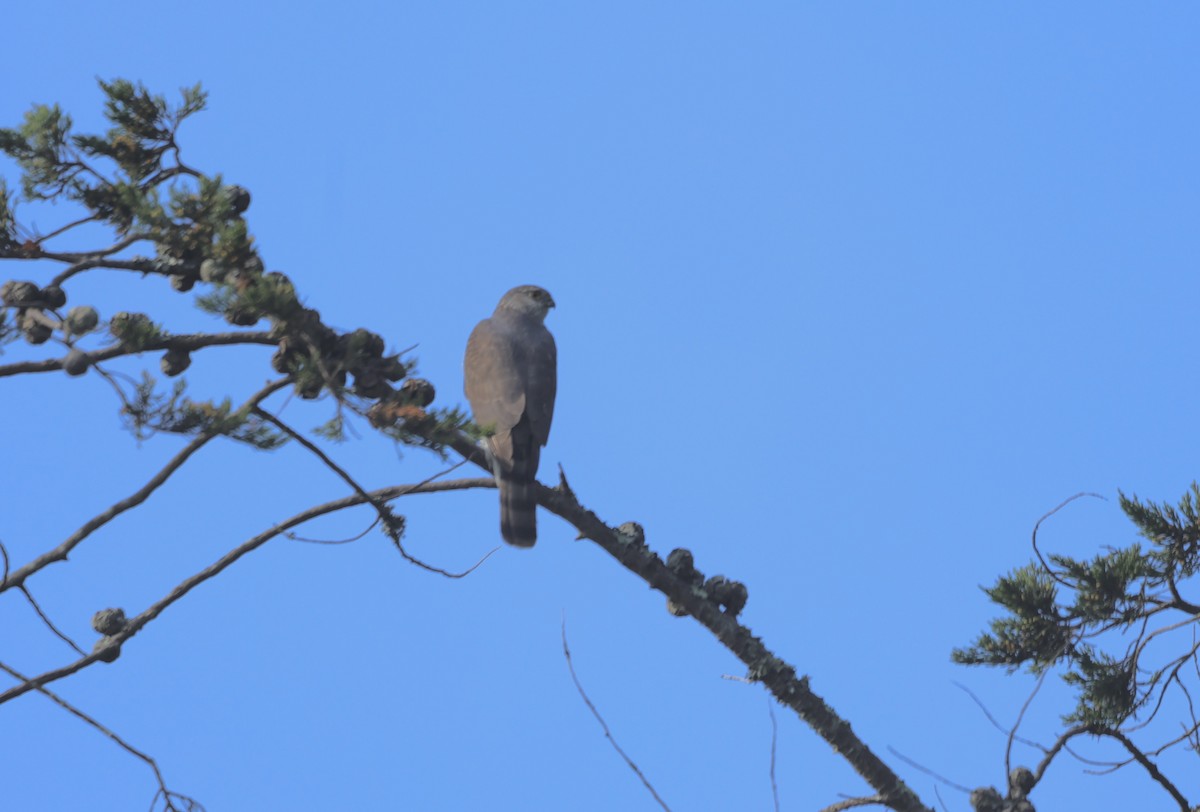 Sharp-shinned Hawk - Keith Maley