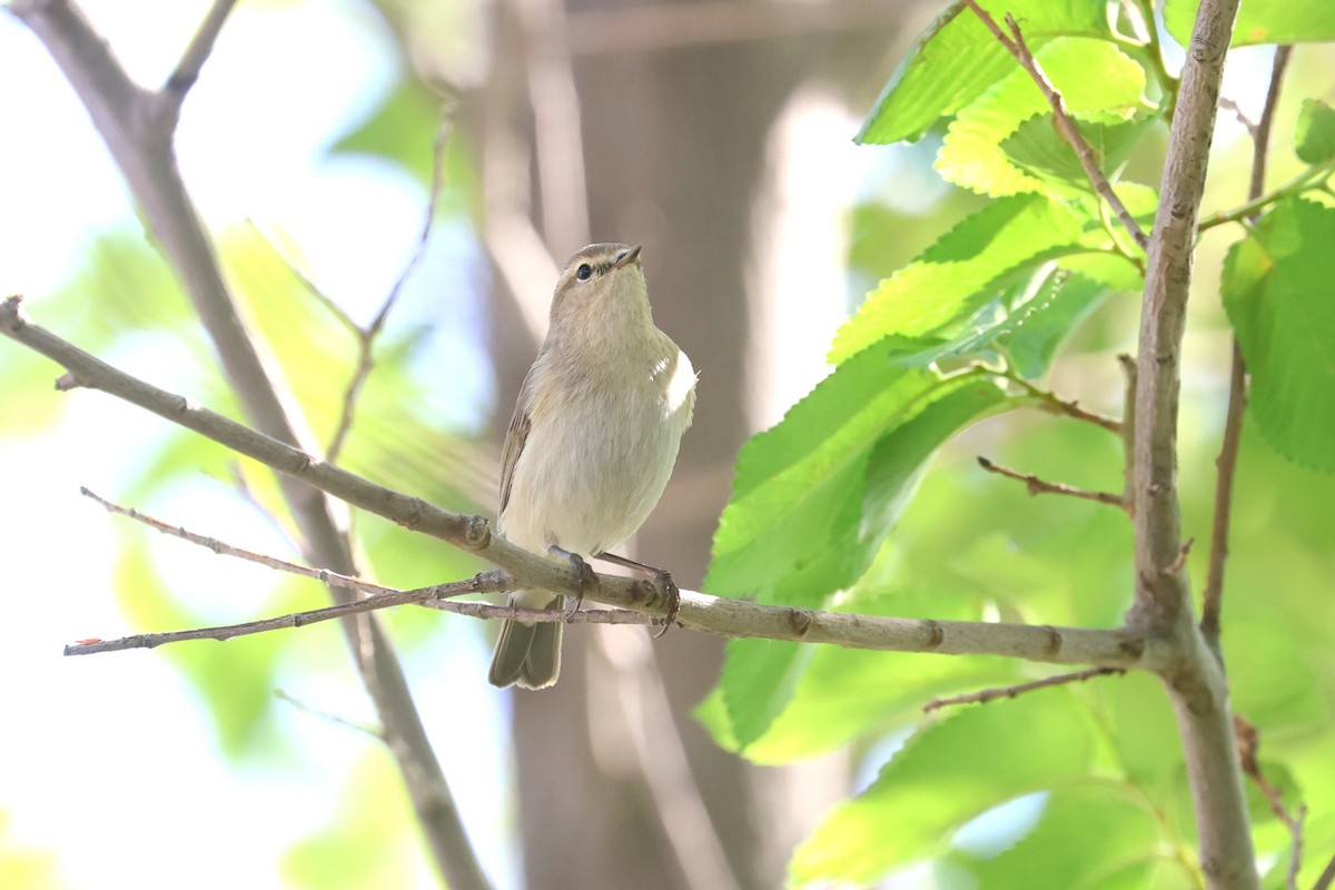 チフチャフ（tristis） - ML618563416