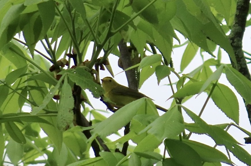 Wilson's Warbler - Jennifer Segrest