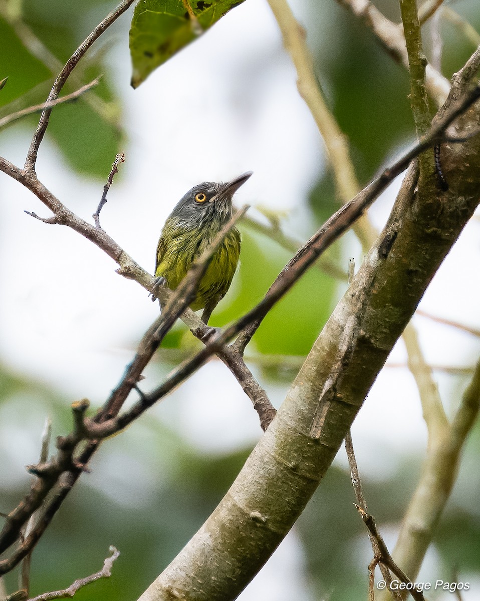 Spotted Tody-Flycatcher - ML618563437