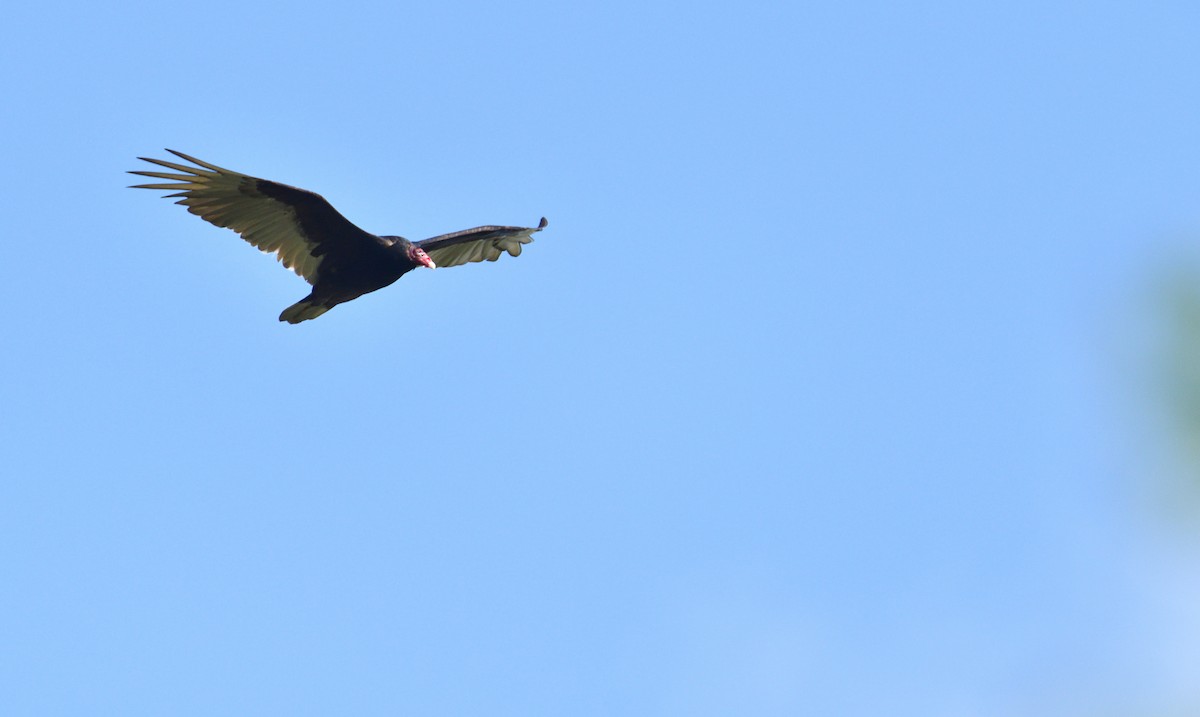 Turkey Vulture - Dylan Gaines