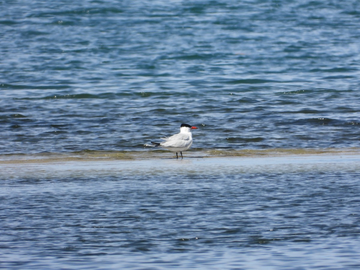 Caspian Tern - Josip Turkalj