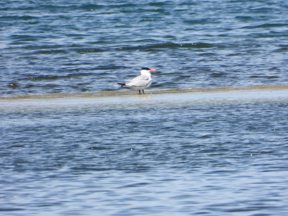 Caspian Tern - ML618563465