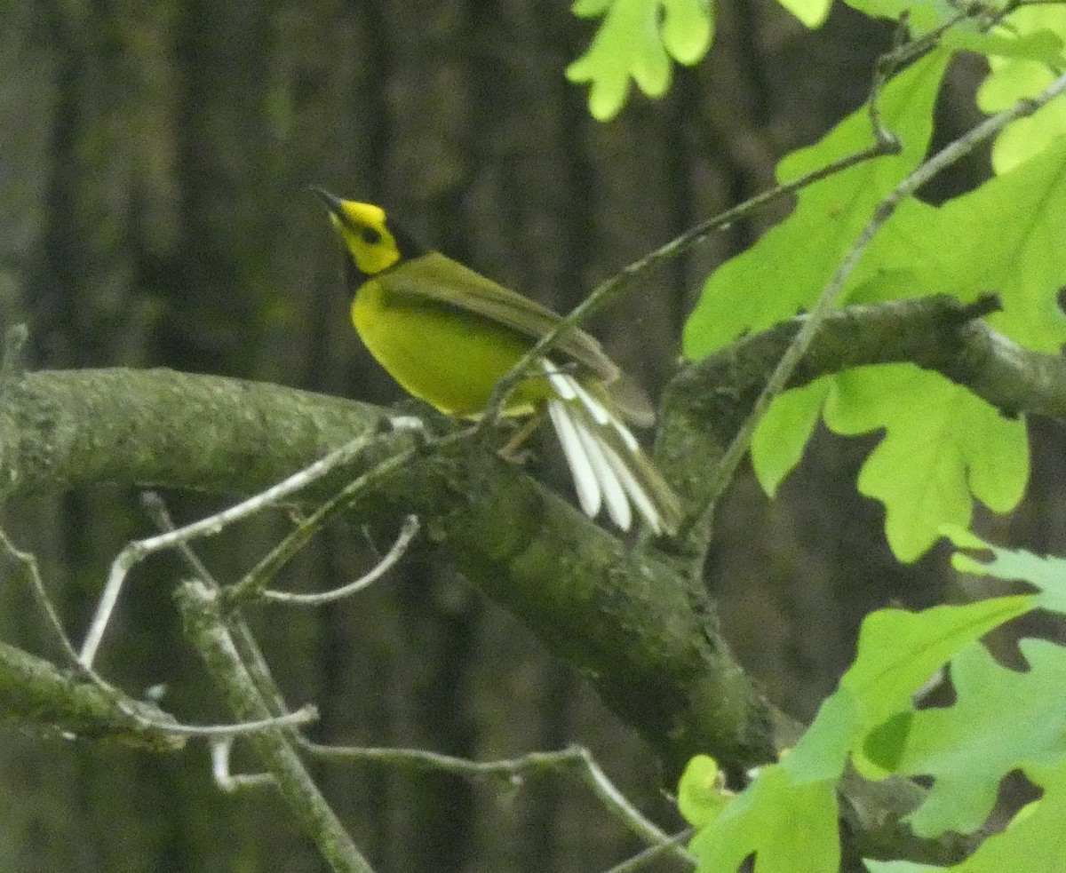 Hooded Warbler - Matt Peppe