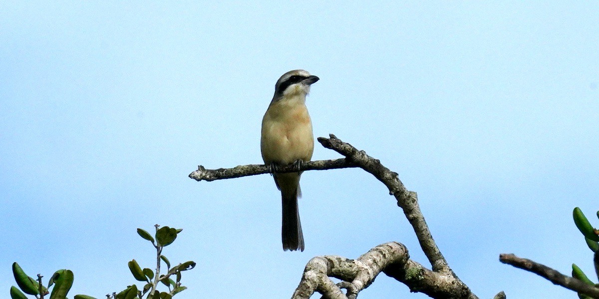 Brown Shrike - ML618563476