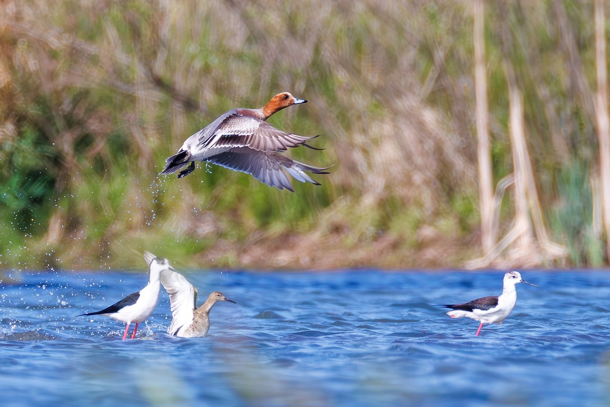 Eurasian Wigeon - ML618563488