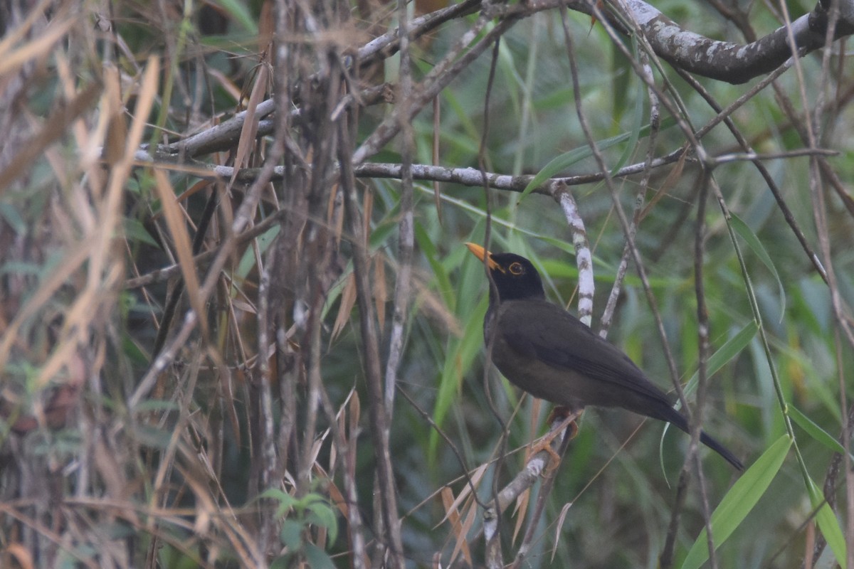 Black-hooded Thrush - Luke Berg