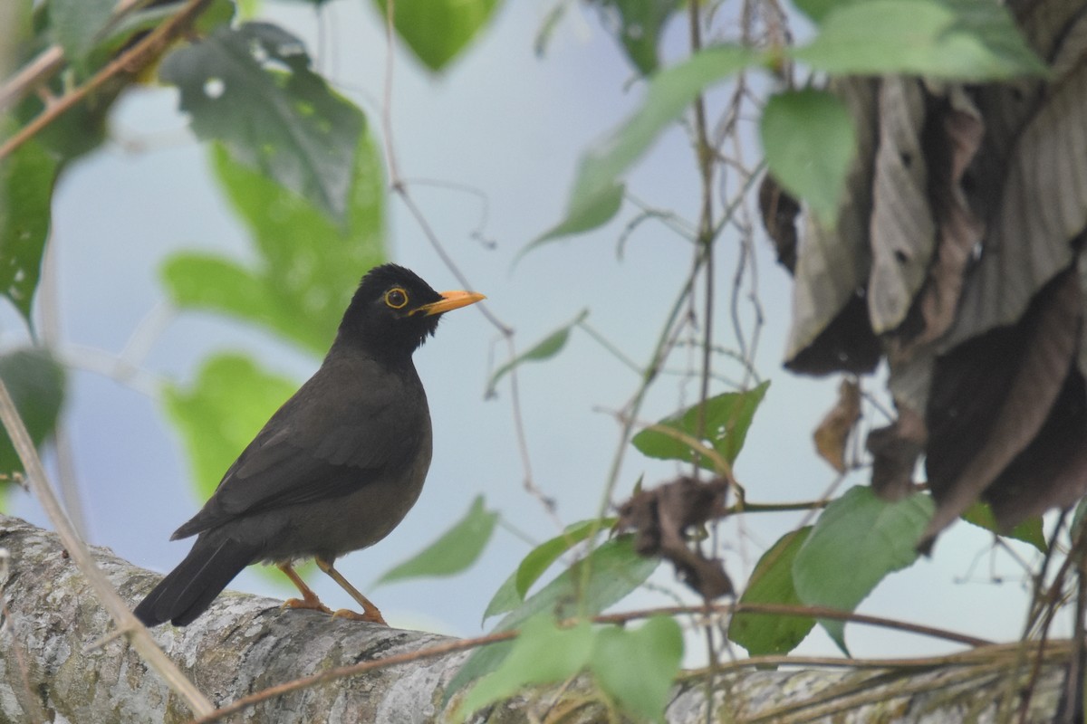 Black-hooded Thrush - Luke Berg