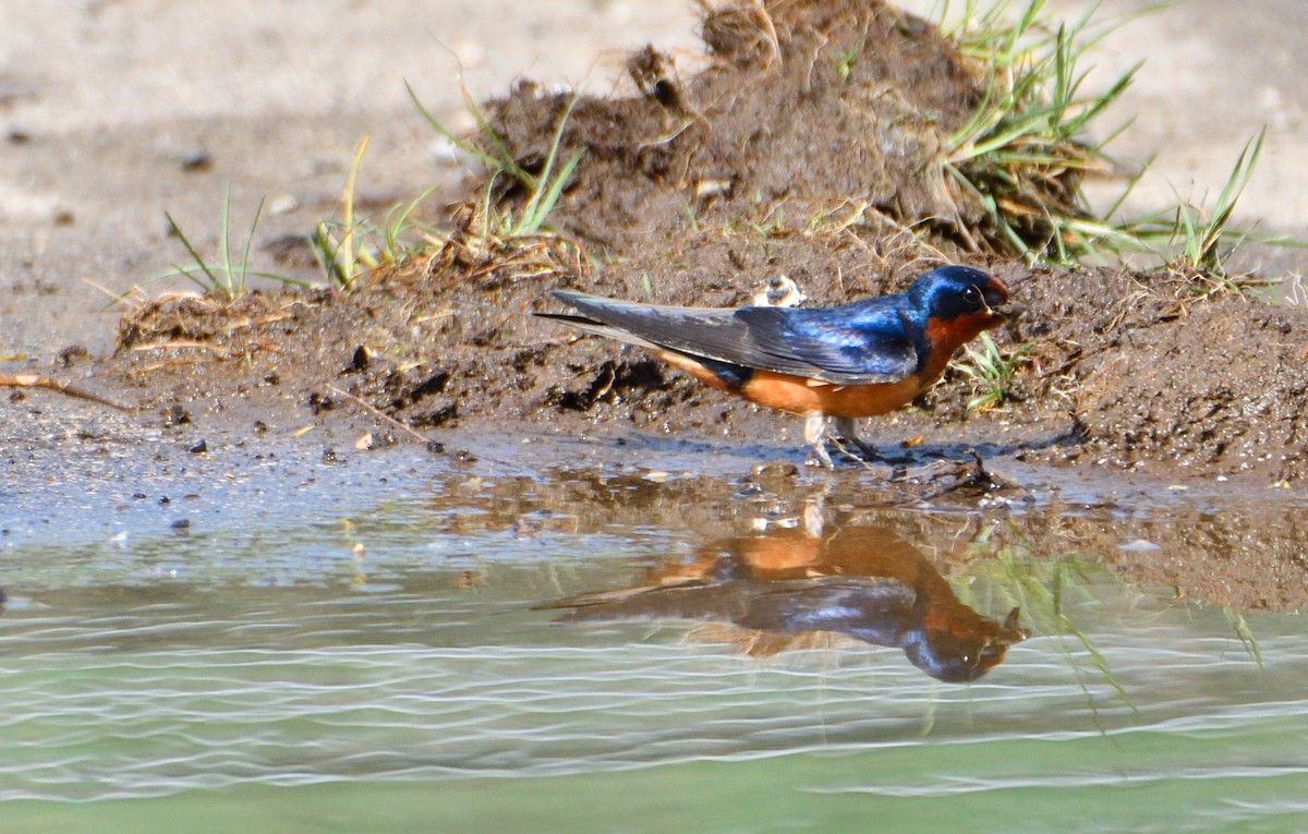 Barn Swallow - ML618563495