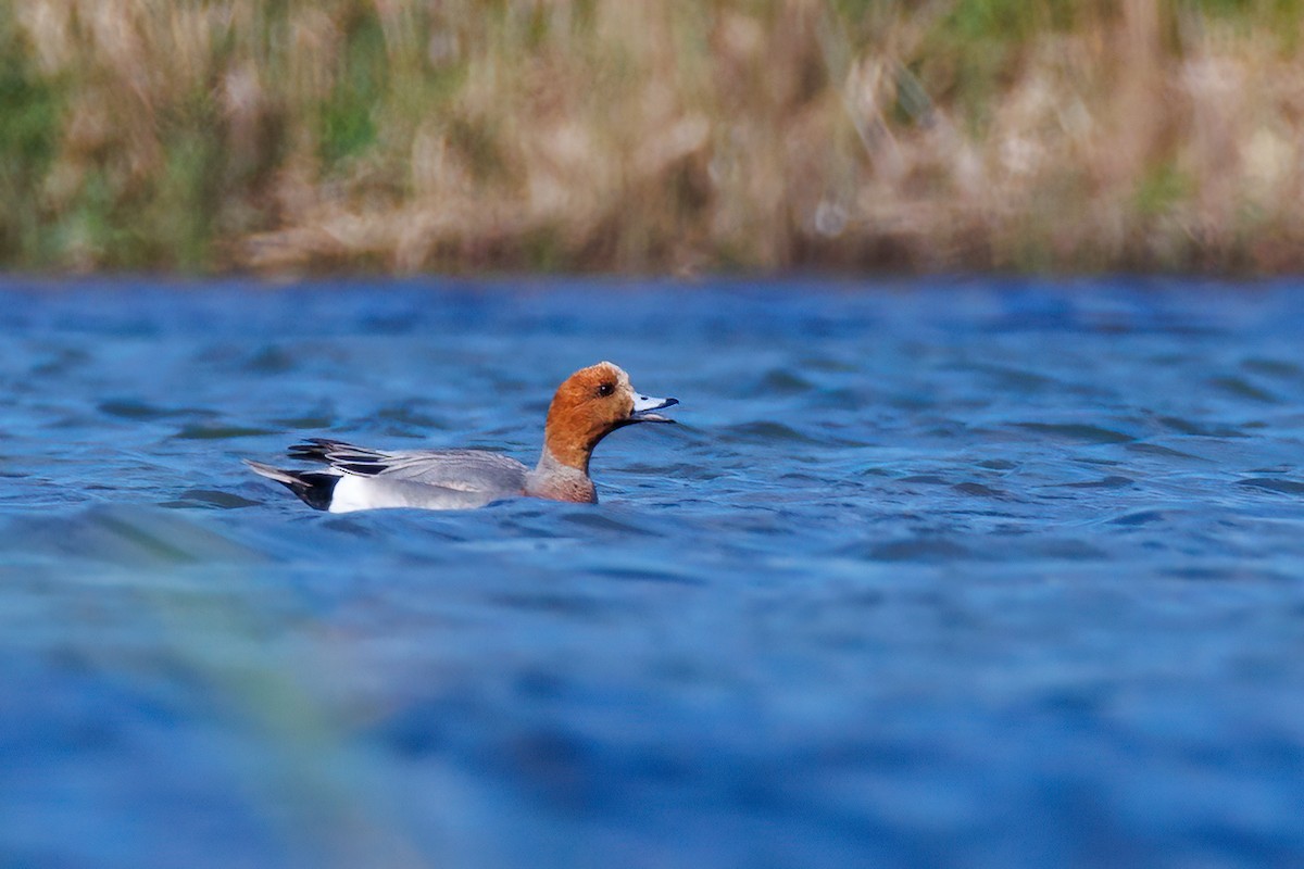 Eurasian Wigeon - ML618563499