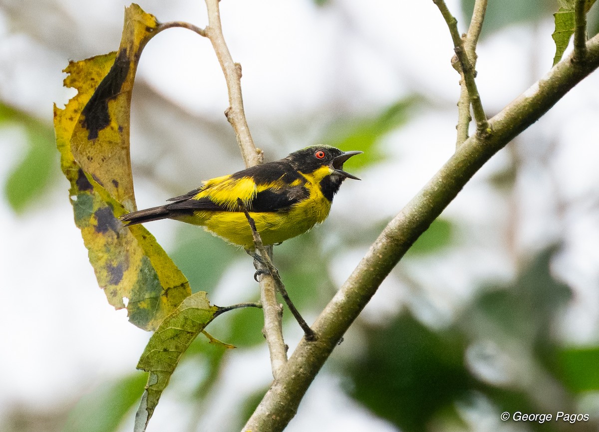 Yellow-bellied Dacnis - ML618563507