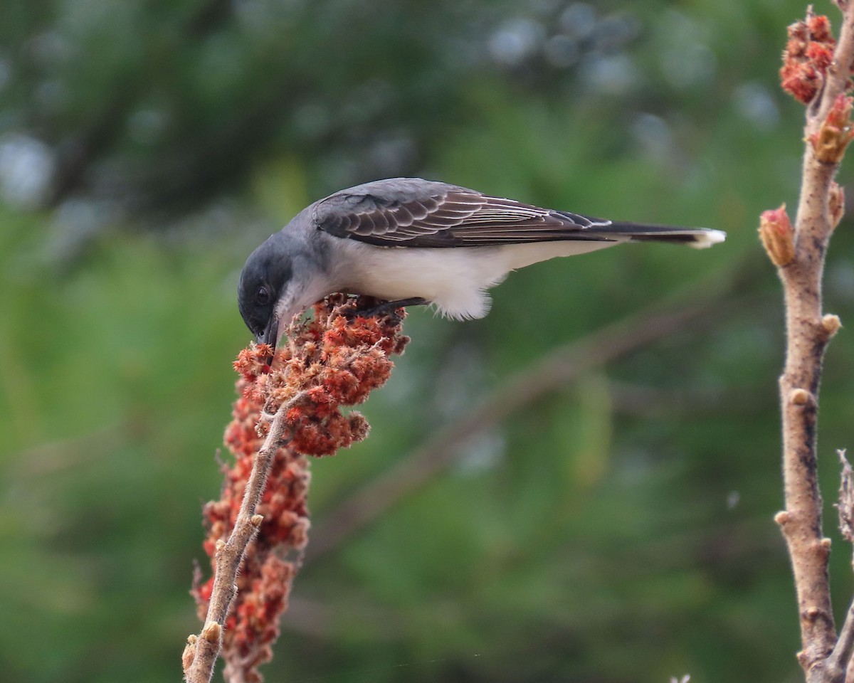 Eastern Kingbird - Scott Santino