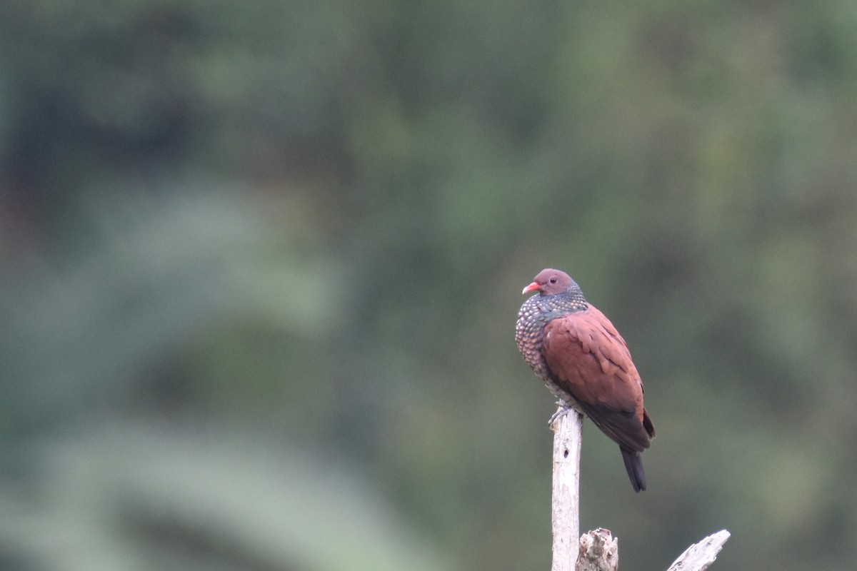 Scaled Pigeon - Luke Berg