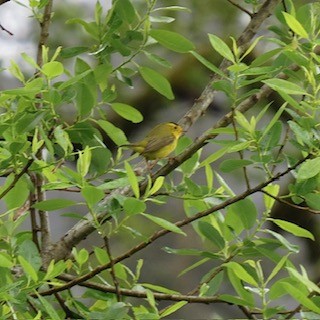 Wilson's Warbler - ML618563518