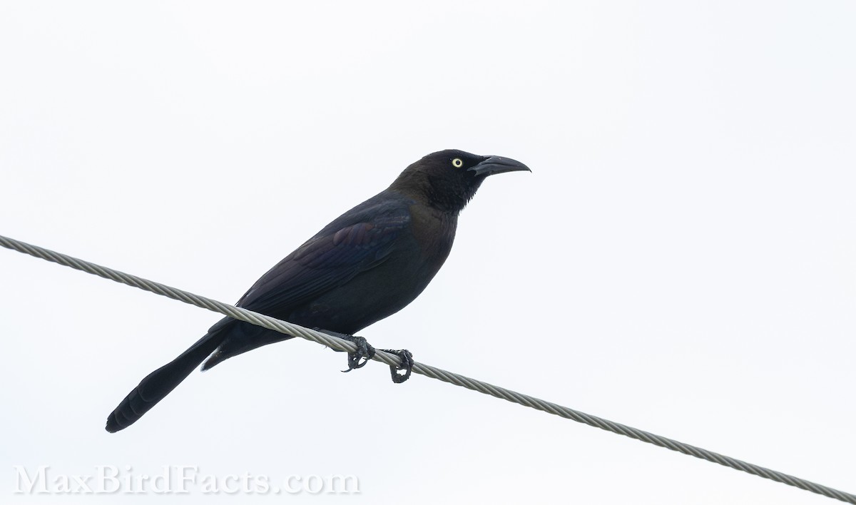 Common Grackle (Florida/Purple) - Maxfield Weakley