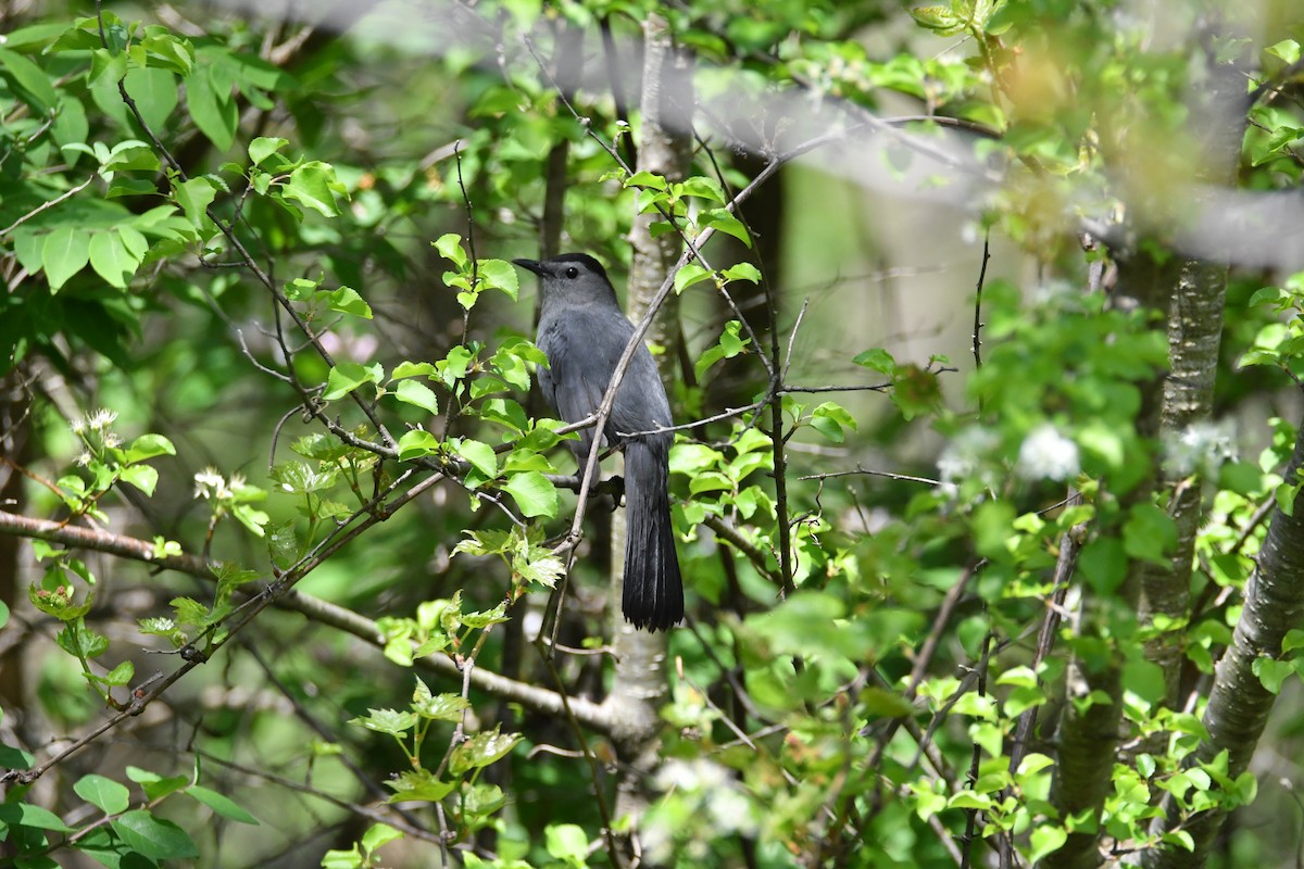 Gray Catbird - ML618563529