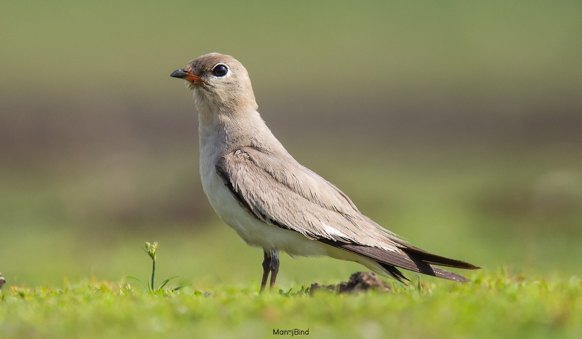 Small Pratincole - ML618563547