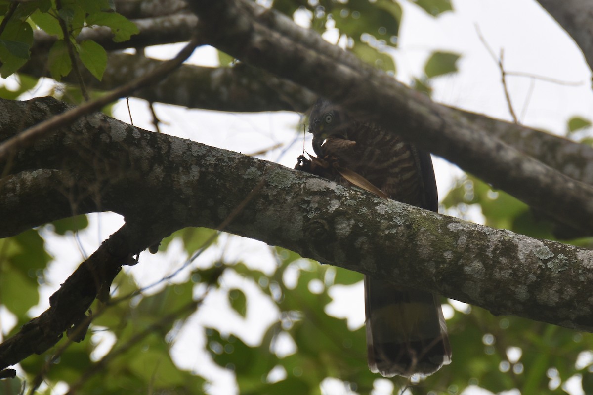 Hook-billed Kite - ML618563549