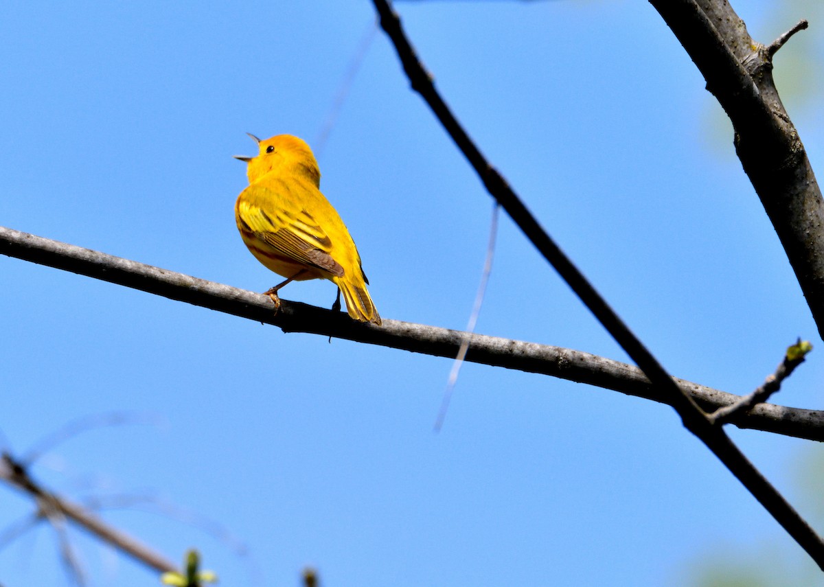 Yellow Warbler - Dylan Gaines