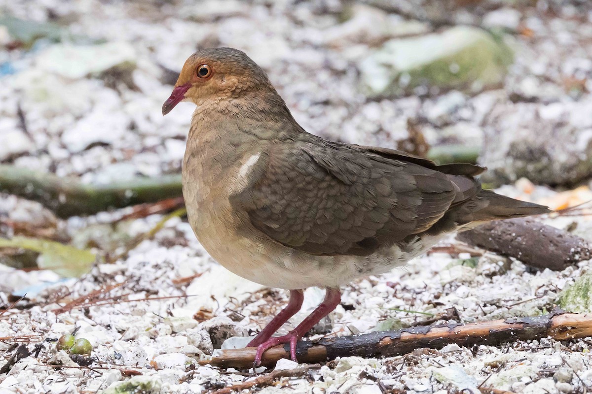 Ruddy Quail-Dove - Linda Rudolph