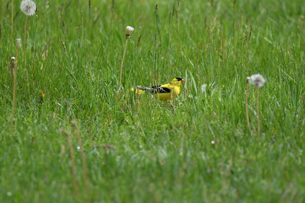 American Goldfinch - Dylan Gaines