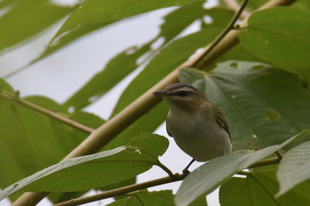 Red-eyed Vireo - Luke Berg