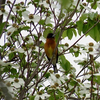 Black-headed Grosbeak - ML618563593
