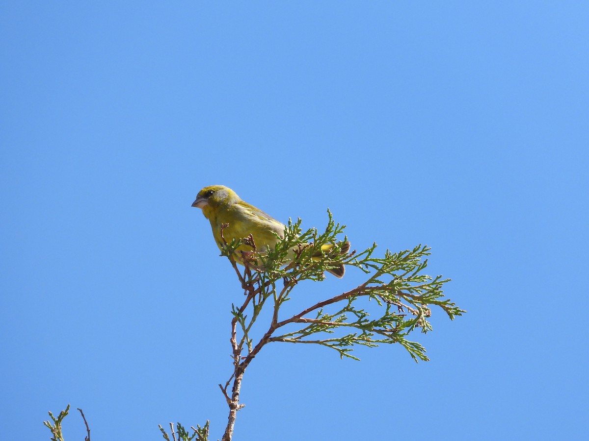 European Greenfinch - ML618563605