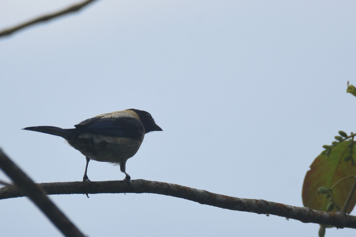 Kara Başlı Tangara (cyanoptera) - ML618563606