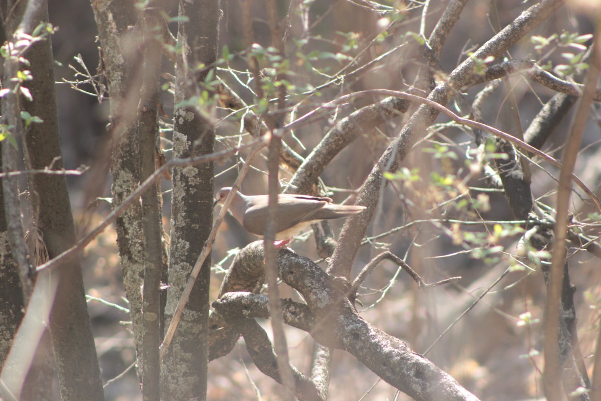 White-tipped Dove - ML618563618