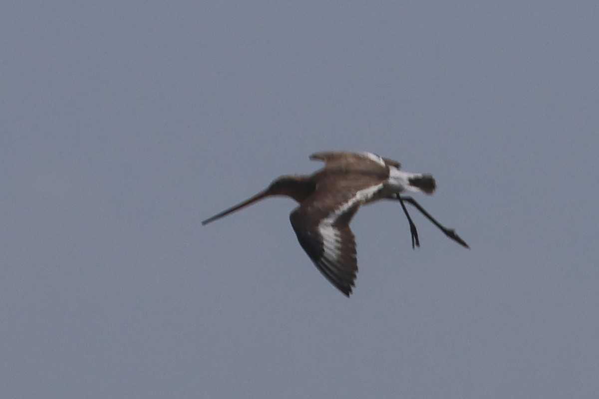 Black-tailed Godwit (limosa) - Charley Hesse TROPICAL BIRDING