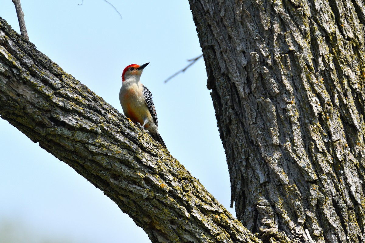 Red-bellied Woodpecker - Dylan Gaines