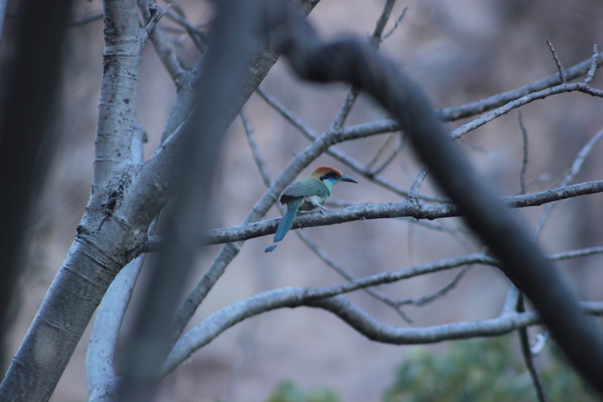 Motmot à tête rousse - ML618563645