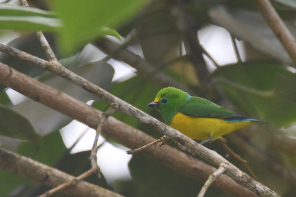 Blue-naped Chlorophonia - ML618563659