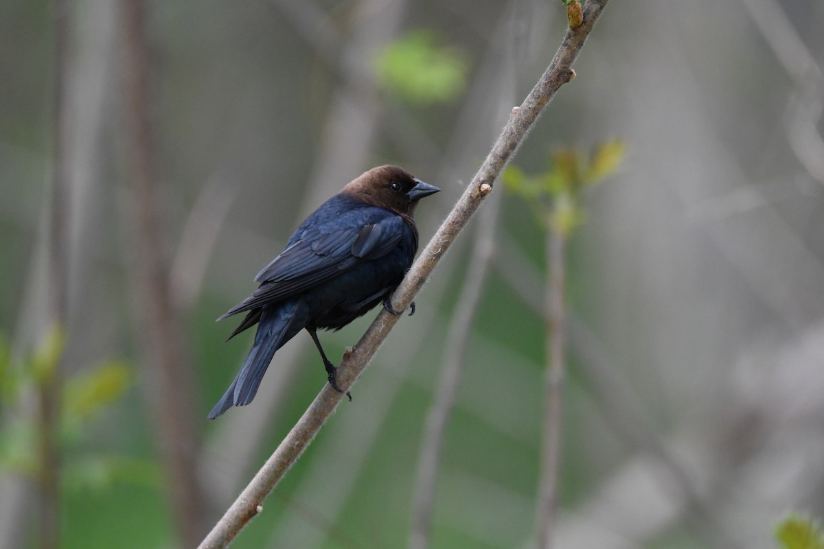 Brown-headed Cowbird - ML618563661