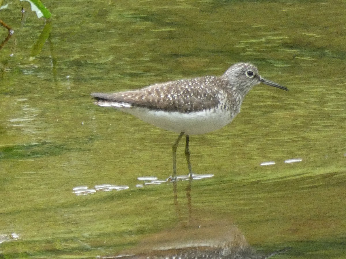 Solitary Sandpiper - Matt Peppe