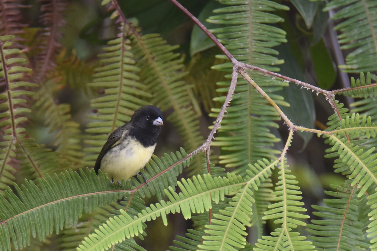 Yellow-bellied Seedeater - Luke Berg