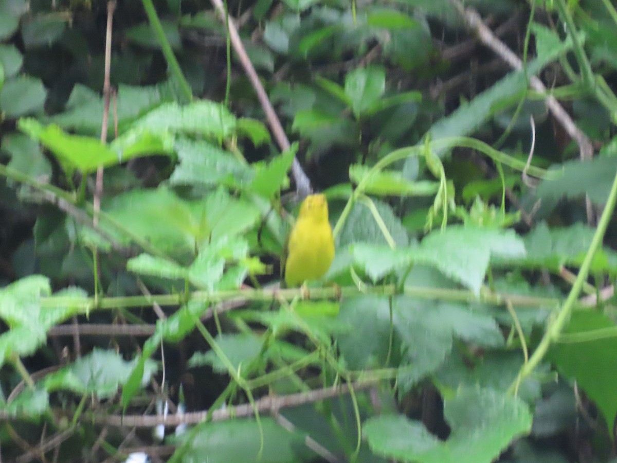 Wilson's Warbler - Joan Mashburn