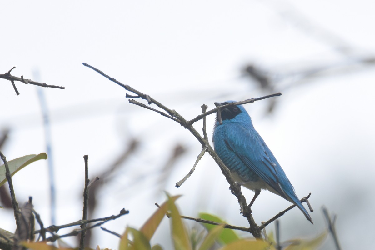 Swallow Tanager - Luke Berg