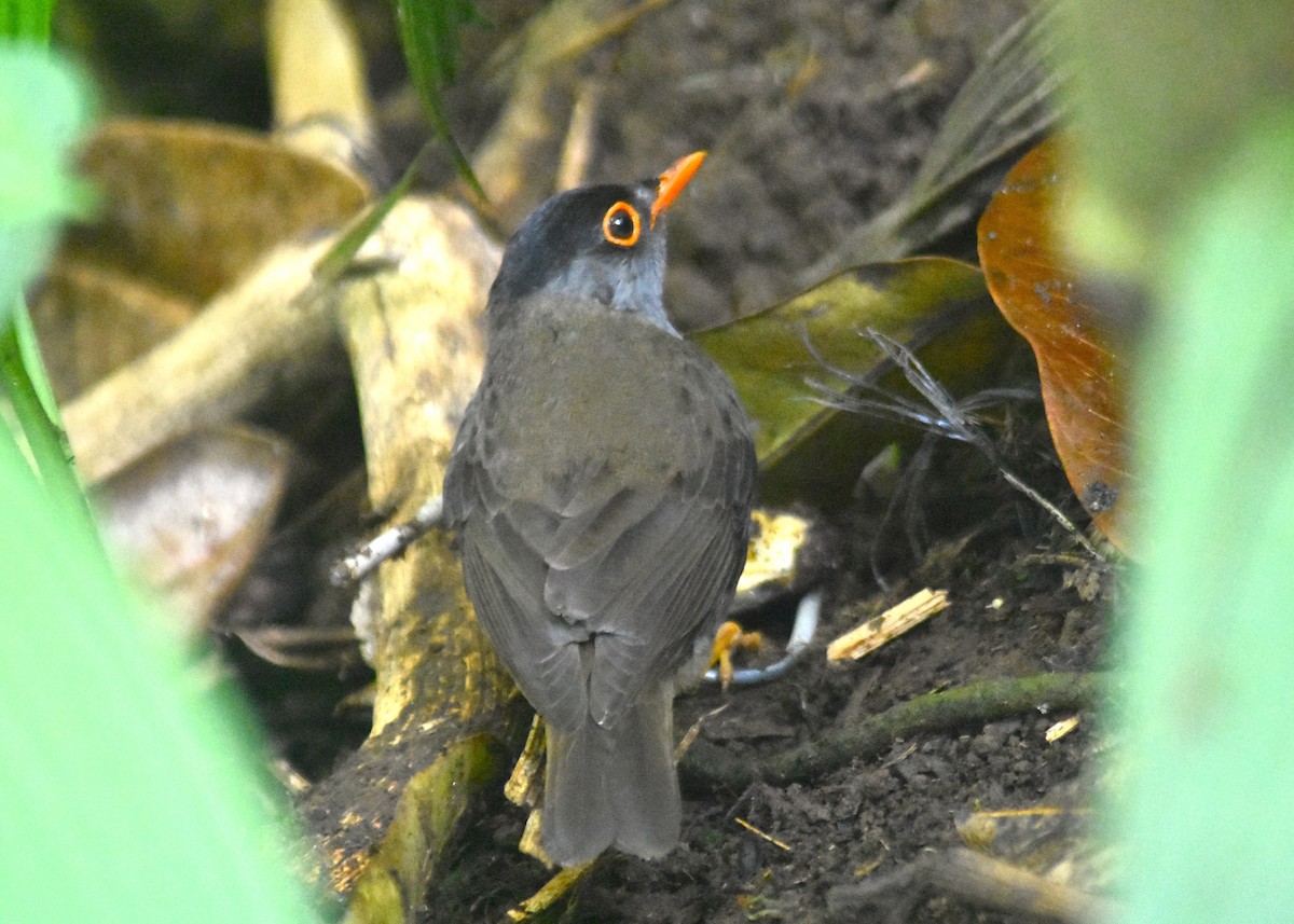 Black-headed Nightingale-Thrush - ML618563724