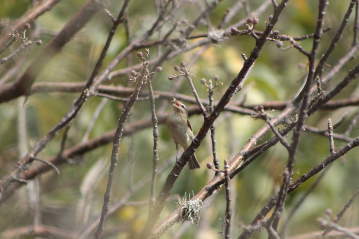 Warbling Vireo - ML618563732