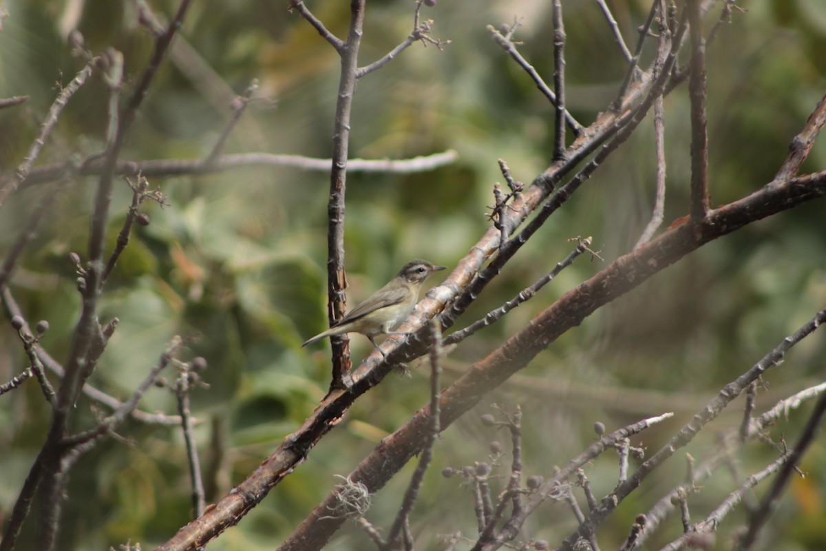 Warbling Vireo - Emiliano Morales García