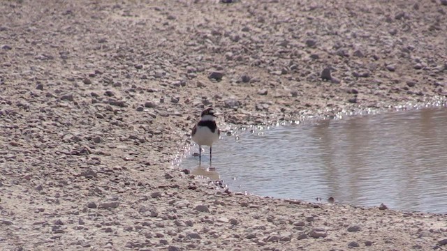 Little Ringed Plover - ML618563745