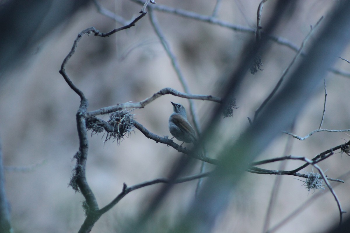 Brown-backed Solitaire - ML618563795