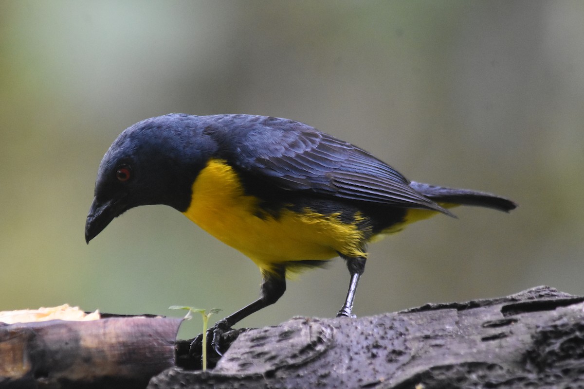 Blue-and-gold Tanager - Rodolfo Dodero