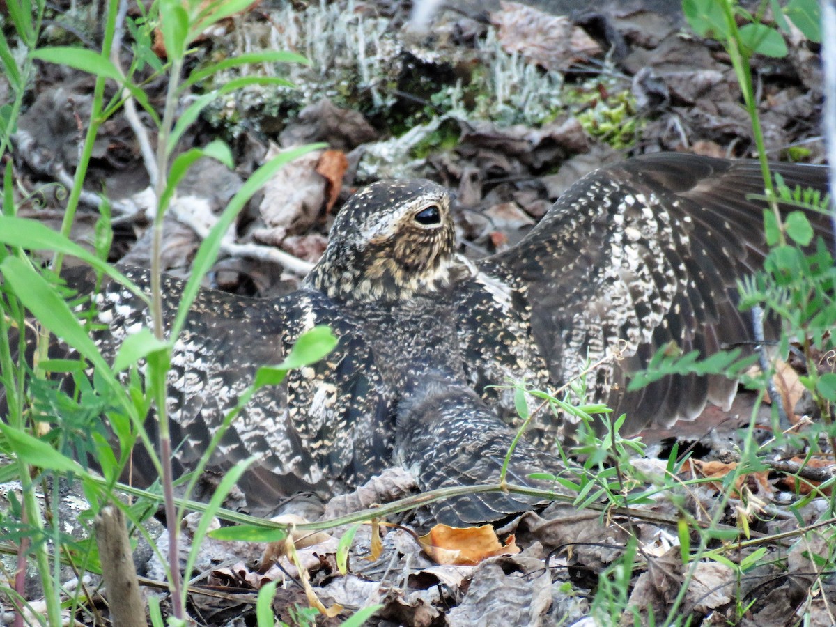 Common Nighthawk - ML61856381