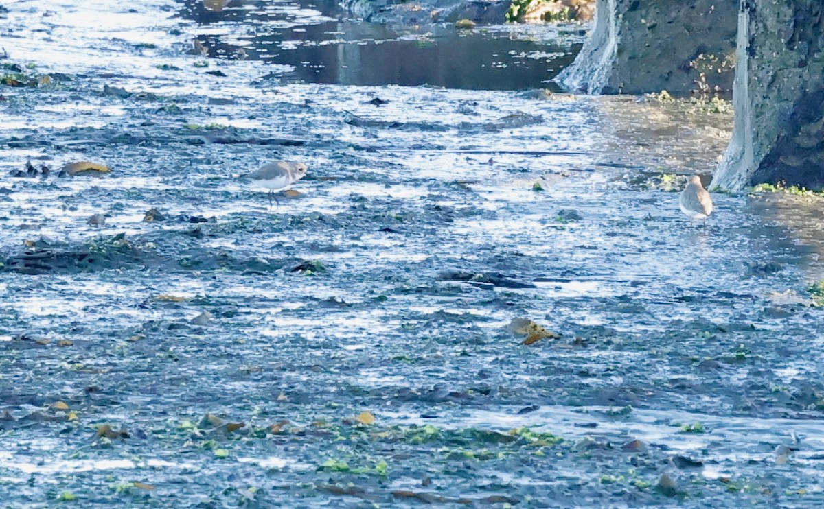 Two-banded Plover - ML618563811