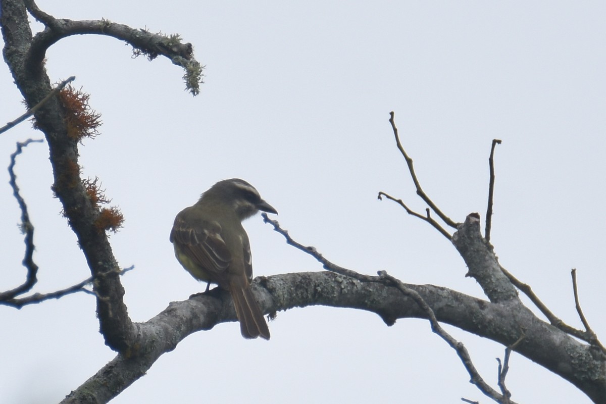 Golden-bellied Flycatcher - Luke Berg