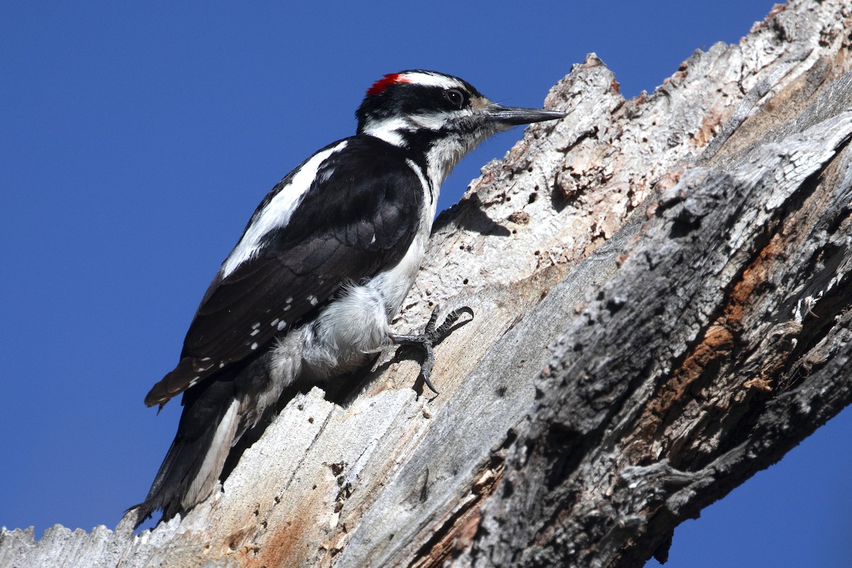 Hairy Woodpecker (Rocky Mts.) - Richard Bunn